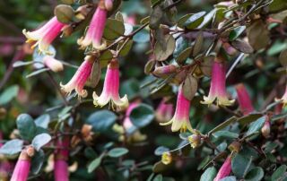 Australian Fuchsia - Correa 'Dawn in Santa Cruz'|Australian Fuchsia - Correa pulchella|Australian Fuchsia - Correa glabra 'Coliban River'|Australian Fuchsia - Correa pulchella 'Carmine Bells'