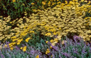 Achilleas - Achillea 'Moonshine' (Yarrow) Yellow flowering in perennial border|Achilleas - Achillea millefolium (Common Yarrow