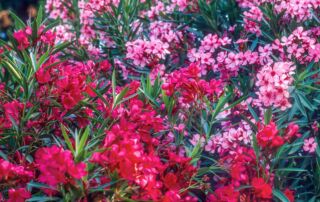 Oleander - Nerium oleander