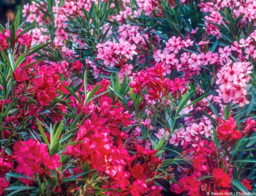 Oleander