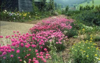 Armeria - California native plant garden with Armeria maritima and Pacific Coast hybrid Irises groundcover lawn substitute.|Armeria - Armeria maritima (Thrift