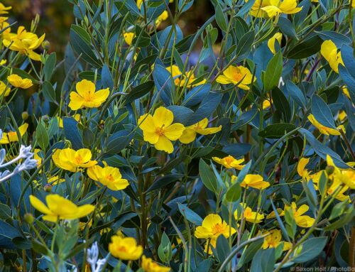 Shrub Poppies