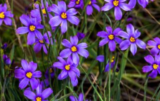 Sisyrinchiums - Sisyrinchium bellum (western blue-eyed grass)|Sisyrinchiums - Sisyrinchium bellum blends easily into a grassy meadow garden.