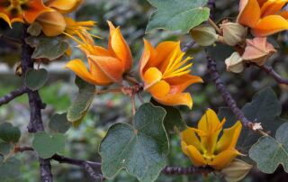 x Chiranthomontodendron lenzii: What's in a Name? - Distinctive flowers and leaves of x Chiranthomontodendron lenzii