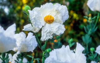 Matilija Poppy