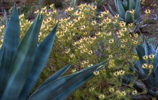 Leucadendrons for the Garden - Leucadendron 'Little Bit' (Little Bit Cone Bush) flowering in Ruth Bancroft Garden|Leucadendrons for the Garden - Leucadendron 'Cloudbank Ginny'|Leucadendrons for the Garden - Leucadendron salignum 'Winter Red'|Leucadendrons for the Garden - Leucadendron eucalyptifolium|Leucadendrons for the Garden - Rhodocoma arida in University of California Berkeley Botanical Garden