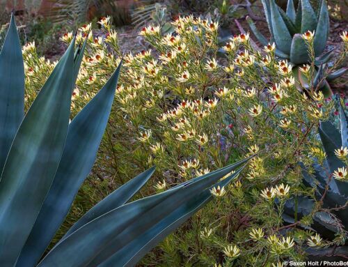 Leucadendrons for the Garden