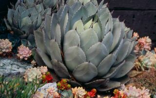 Agave parryi - Agave parryi|Agave parryi - Agave parryi leaf detail