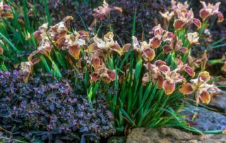 Irises - Pacific Coast Iris 'Copper' flowering in garden with Euphorbia dulcus 'Chameleon'|Irises - Pacific Coast Iris douglasiana (Douglas Iris) hybrid; California native plant in flower|Irises - Pacific Coast iris 'Canyon Snow' and Erigeron