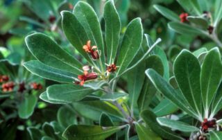 Pittosporums - Pittosporum crassifolium blossom|Pittosporums - Pittosporum crassifolium 'Variegatum'