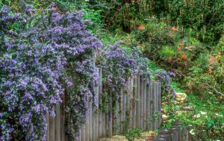 Rosemary - Salvia rosmarinus   'Prostratus'|Rosemary - Some rosemaries can be gently pruned to form a low hedge|Rosemary - Salvia rosmarinus 'Santa Barbara Blue' at University of California