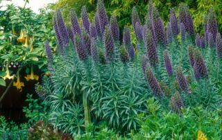 Echium candicans - Echium candicans (aka. E. fastuosum) (Pride of Madeira) with spikelike purple flowers in drought tolerant garden