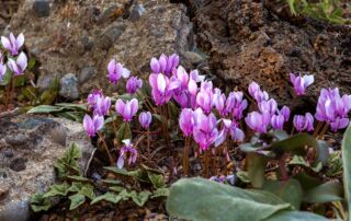 Cyclamen for the Garden - Cyclamen hederifolium tuberous perennial flowering in O'Byrne garden