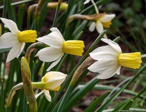 daffodils sizes