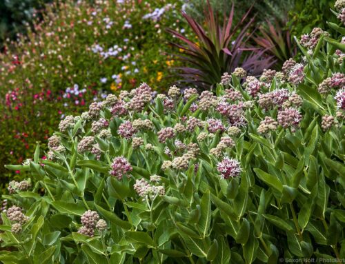 The Merits of Milkweed