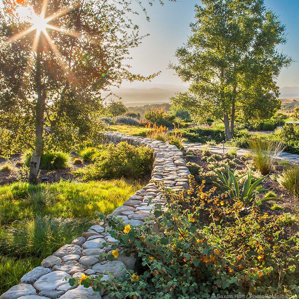 Sunburst of early morning light through trees next to stone wall with drought tolerant, summer-dry garden, Presqu'ile Winery, Santa Maria, California