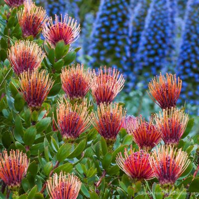 Leucospermum cordifolium 'Scarlet Ribbon' (Pincushion Protea), orange flowering shrub with Echium in Diana Magor Garden