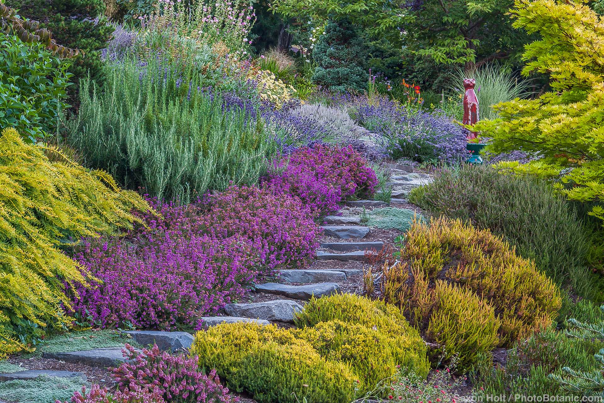 Stepping stone path through drought tolerant summer-dry Northwest hillside garden with Watnong Gold English Yew, Erica cinerea 'Purple Beauty' heather, rosemary, and lavenders; Albers Vista Garden