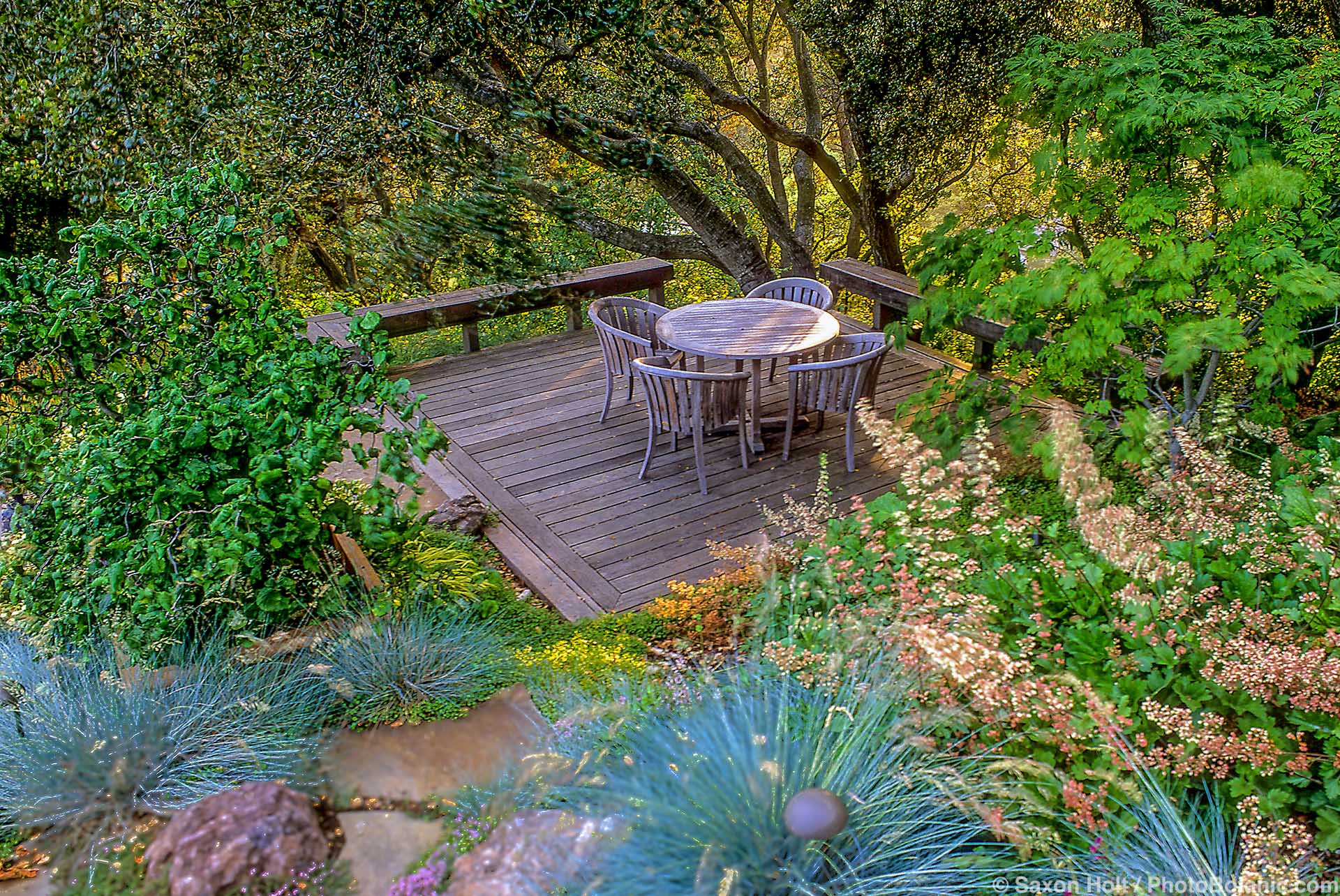 California sustainable garden room deck with Quercus agrifolia (Coast Live Oak tree), Heuchera, Blue Fescue grass, and Vine Maple tree