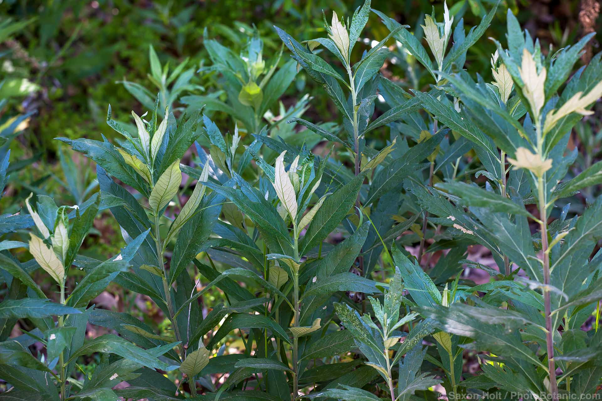 Artemisia douglasiana (Mugwort), California native plant, Santa Barbara Botanic Garden