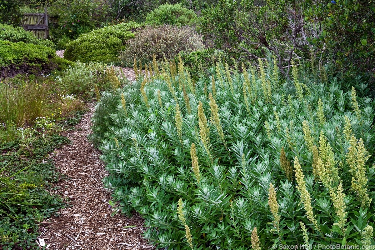 Wildflowers In The Garden - Artemisia suksdorfii Coastal Mugwort silver gray foliage perennial by mulched path through California native plant garden, Judith Lowry Larner Seeds