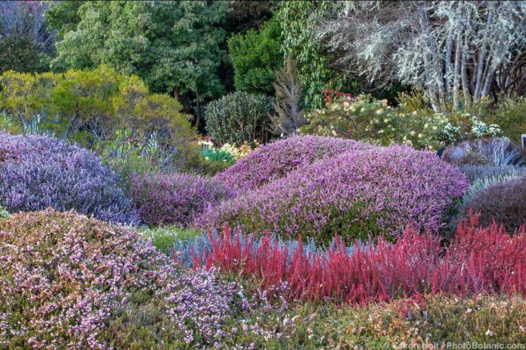 Ericas For Mild Winter