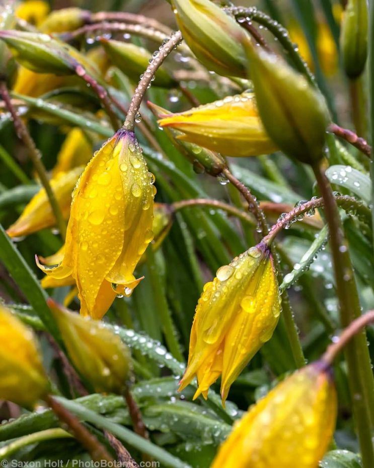 Ericas For Mild Winter