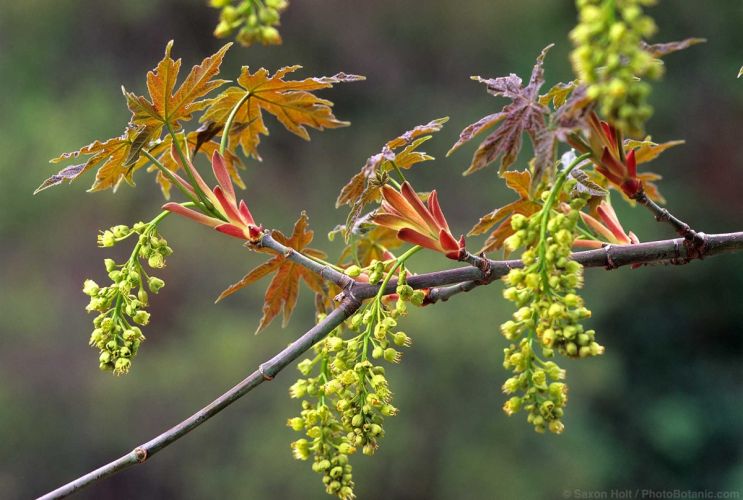 Ericas For Mild Winter - Acer macrophyllum (Big Leaf Maple tree) flower and leaves unfolding