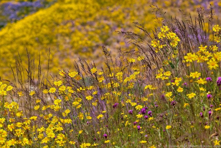 Wildflowers In The Garden - Native grass among Monolopia lanceolata; Carrizo Plain National Monument