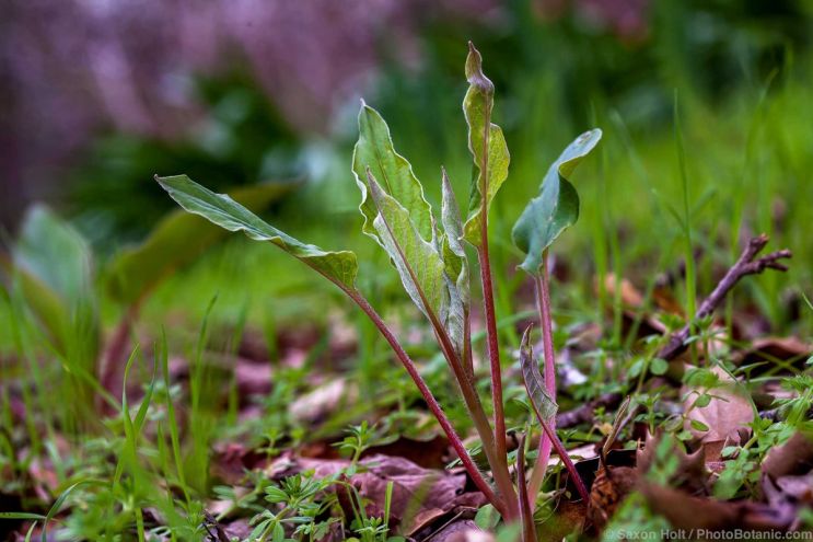 Ericas For Mild Winter - Western Hounds Tongue (Cynoglossum grande) leaves sprouting in spring garden