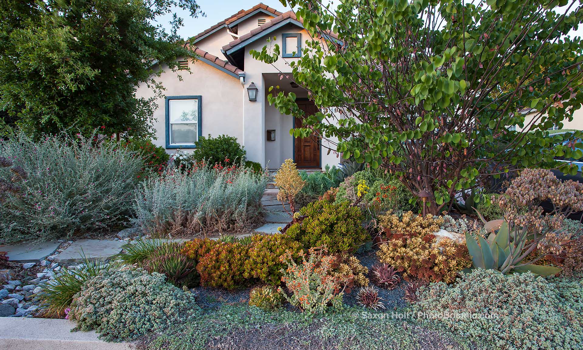 Holt 1275 2296n 1920(c).jpg Front yard small space drought tolerant lawn alternative with Oscularia deltoides succulent on bottom right, Cercis occidentalis redbud tree, Epilobium canum 'Catalina', Sphaeralcea ambigua - Desert Globemallow (far left), Los Angeles, California