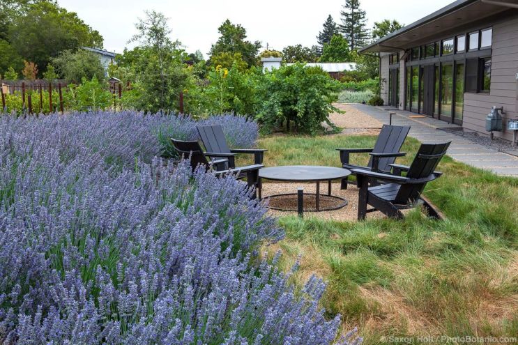May 2025 Newsletter: Start Planning for Fire - Outdoor patio with English lavender and California native turf grass in defensible space near home; Firescape design, Caughey Garden, Kenwood; April Owens Design