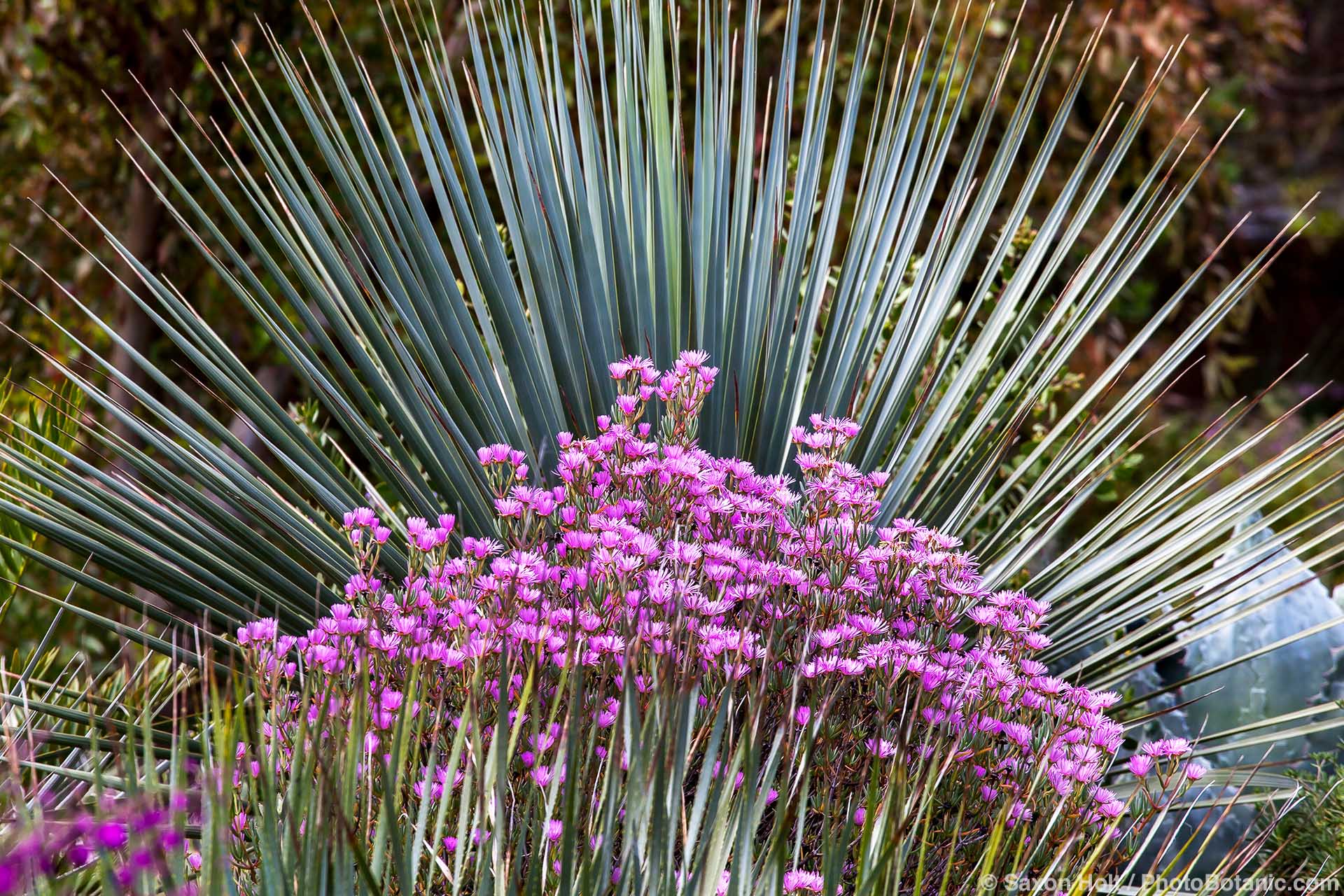Lampranthus multiradiatus, nolina nelsonii Lampranthus multiradiatus (syn. Mesembryanthemum roseum or Lampranthus roseus) South African iceplant flowering next to Nolina nelsonii in Ruth Bancroft Garden