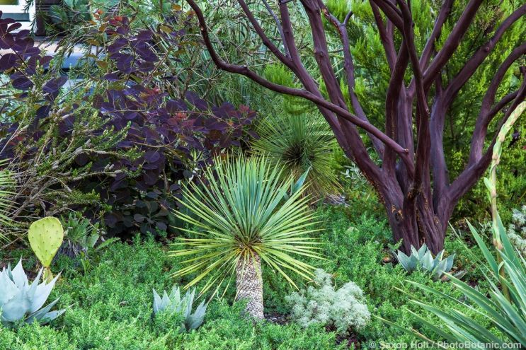 July 2025 Newsletter: Spring in Northern California - Yucca rostrata and groundcover of 'Pacific Shore' juniper, Juniperus conferta with purple branches of manzanita, Arctostaphylos 'Austin Griffiths' and Purple Smoke Bush, Cotinus coggygria 'Royal Purple', in Portland, Oregon garden of Loree Bohl, Danger Garden