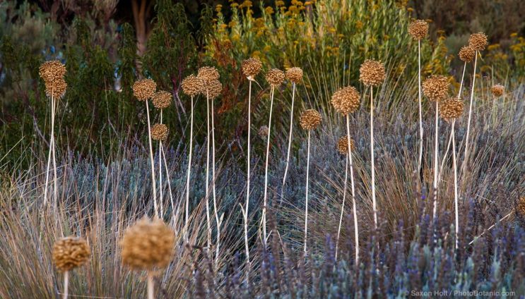 August 2025 Newsletter: August Seedheads in the Garden - Allium ampeloprasum var. ampeloprasum, Elephant Garlic seedheads in UC Davis bioswale garden