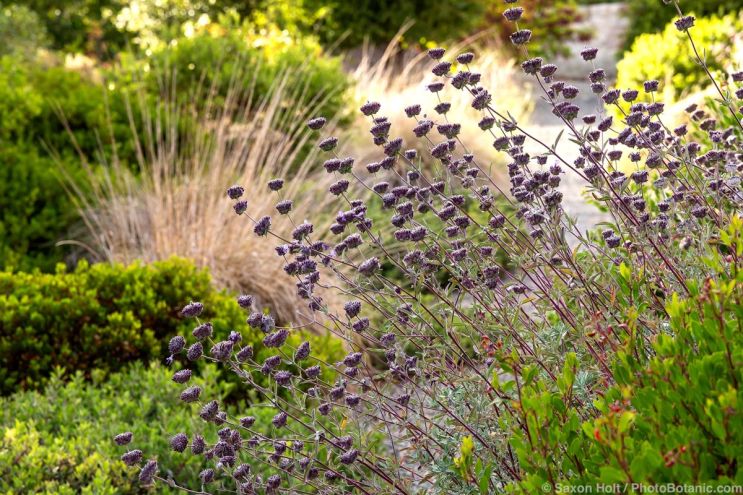August 2025 Newsletter: August Seedheads in the Garden - Maxwell-Hanrahan garden using California native plants