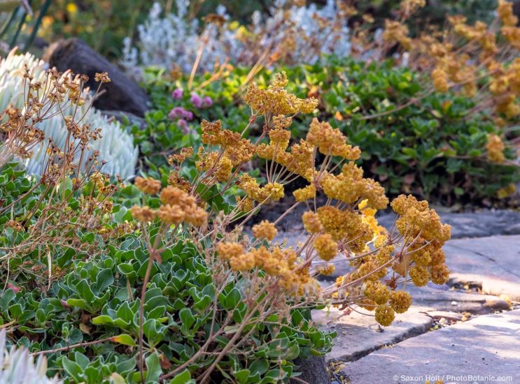August 2025 Newsletter: August Seedheads in the Garden - Eriogonum umbellatum v. aureum 'Kannah Creek’, from western Colorado with fading flowers in Phil van Soelen California native plant back yard garden with Dudleya caespitosa (sea lettuce)