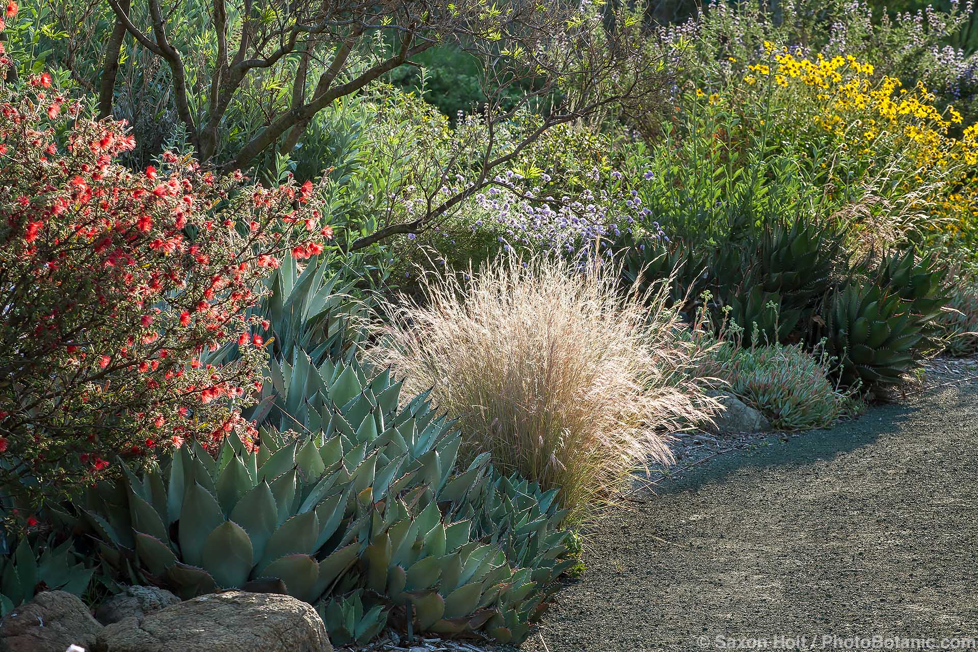 Californa mixed border native plant garden Purple Three-Awn grass (Aristida purpurea), Agave parryi, Fairy Duster shrub at Leaning Pine Arboretum