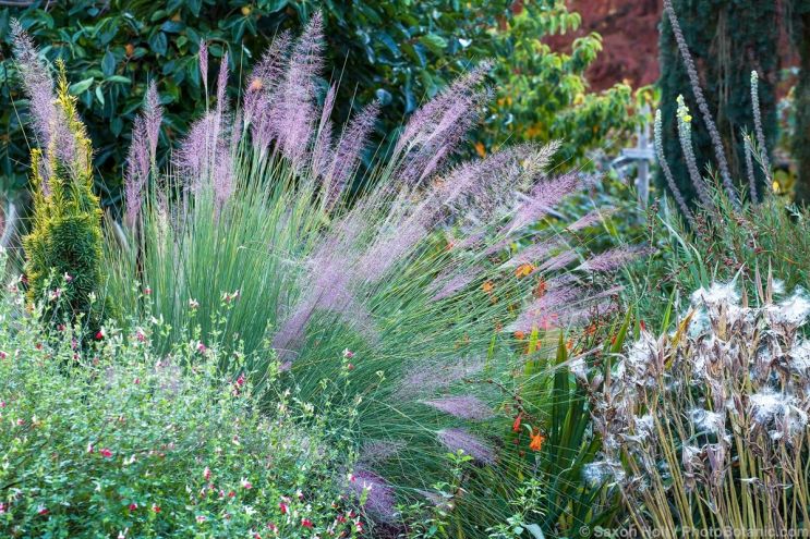 August 2025 Newsletter: August Seedheads in the Garden - Muhlenbergia capillaris, Pink Muhly Grass flowering in O'Byrne Oregon garden with Salvia 'Hot lips' and Asclepias in seed