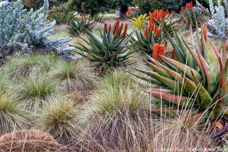 August 2025 Newsletter: August Seedheads in the Garden - Aloe ferox, Cape Aloe native to 'succulent bushland' vegetation in South Africa flowering in California meadow garden with Festuca mairei (Atlas Fescue) grass; Huntington Botanic Garden