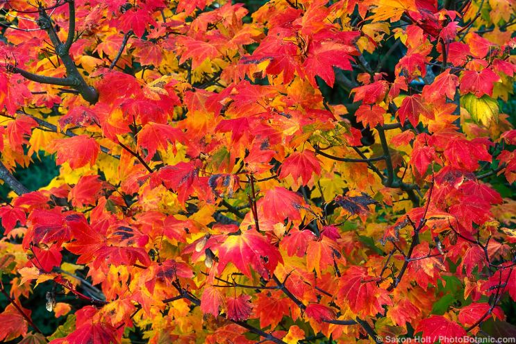 California native plant Acer circinatum (Vine Maple) leaves in fall color in Fleming garden