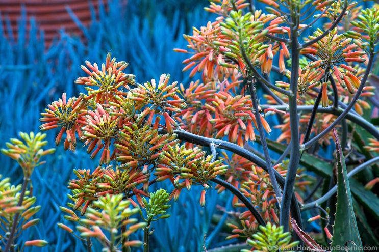 Aloe maculata (A saponaria) Soap aloe or zebra aloe; spotted leaf red flowering succulent in Leaning Pine Arboretum in front of Senecio serpens, Blue Chalksticks, California garden
