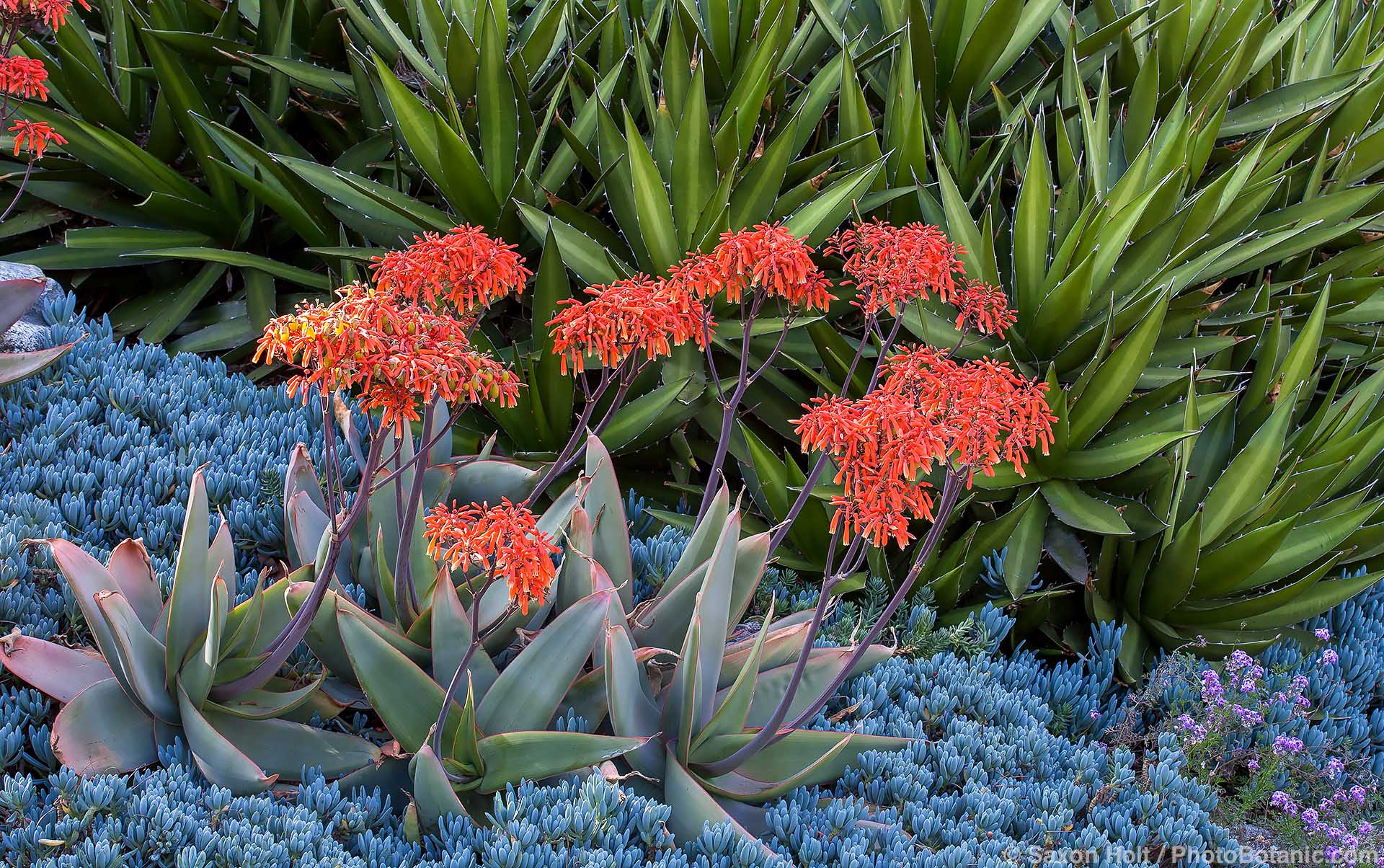 Aloe striata (Coral Aloe), Huntington Botanic Garden