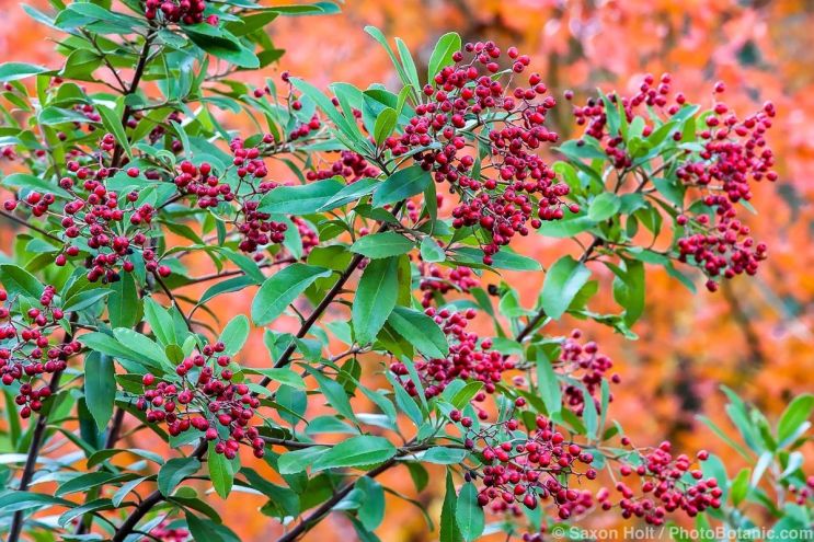 December 2025 Newsletter: Decemberfind Cheer In The Garden