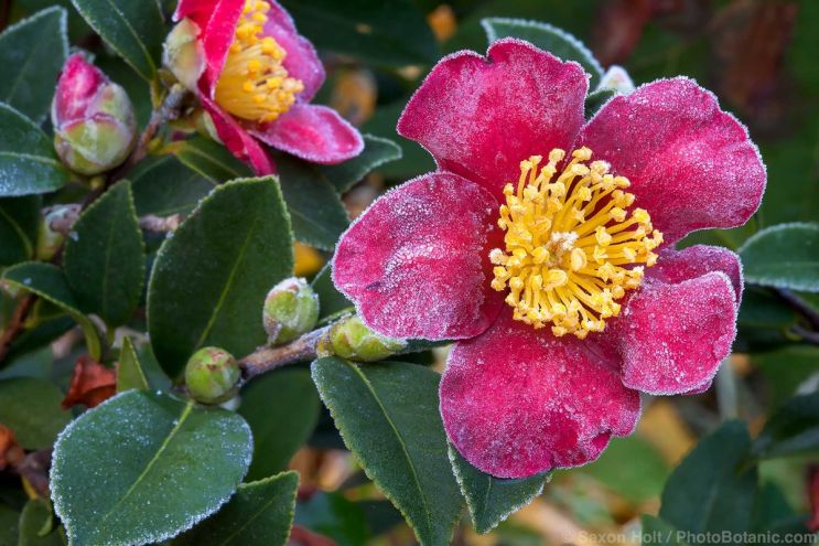 December 2025 Newsletter: Decemberfind Cheer In The Garden - Frosty 'Yuletide' flower, red Camellia sasanqua December in California garden