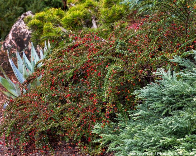 December 2025 Newsletter: Decemberfind Cheer In The Garden - Cotoneaster microphyllus; Littleleaf or Small-leaved Cotoneaster evergreen shrub with red fall berries in Sara Malone California garden with Sequoia sempervirens 'Kelly's Prostrate' dwarf Coastal Redwood tree
