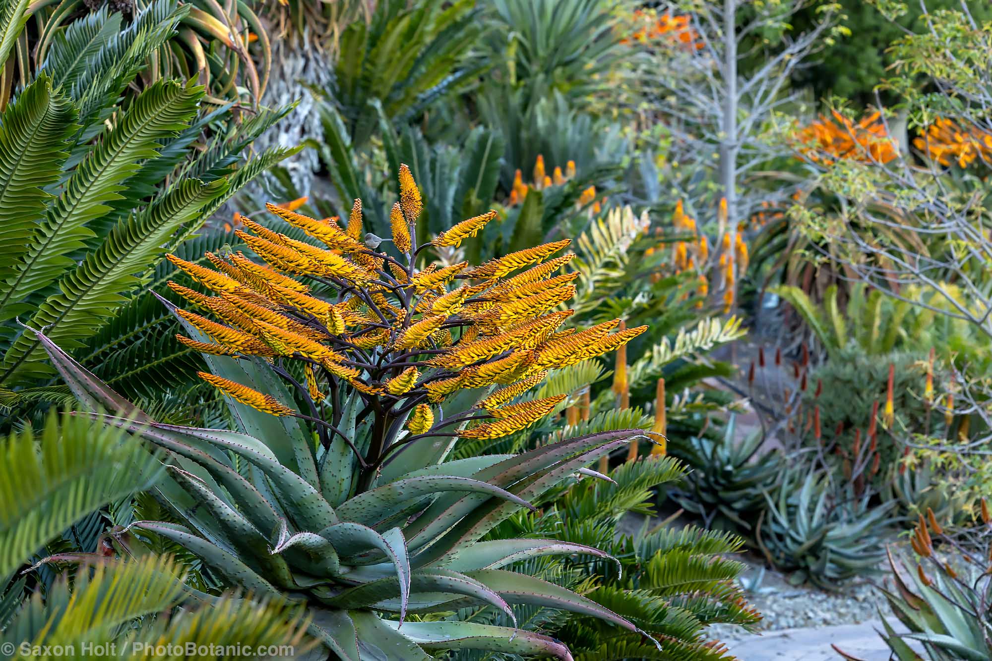 Aloe marlothii (Mountain Aloe) flowering succulent in Aloes in Wonderland garden nursery, Santa Barbara, California
