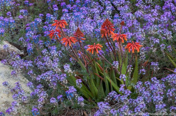 Aloe 'Rooikappie' (Little Red Riding Hood Aloe) flowering with blue flowering annual filler plant Verbena bipinnatifida (Valley Lavender) creeping wildflower in Desert Garden; Huntington Botanic Garden
