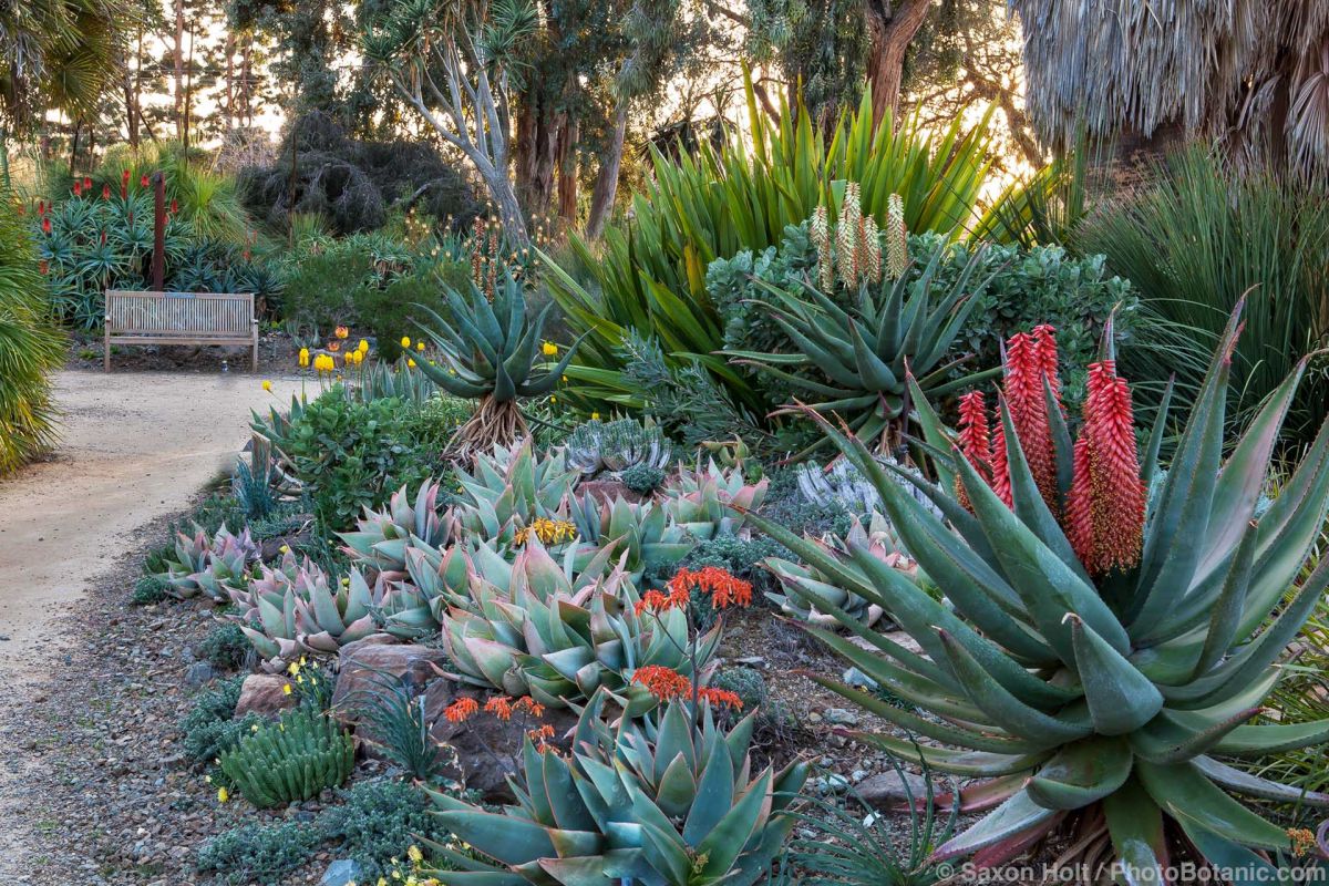 Aloes - Summer-Dry | Celebrate Plants in Summer-Dry Gardens