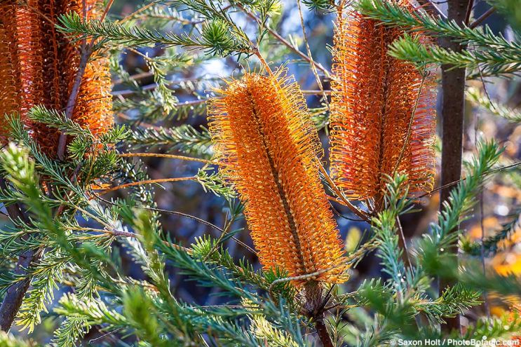 January 2026 Newsletter: January 2026 The New Year Is Here - Banksia ericifolia 'Fireworks', Heath-Leaf Banksia or Lantern Banksia flowering Australian shrub in University of California Santa Cruz Botanic Garden